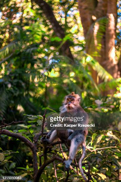 macaque love - ubud monkey forest stock pictures, royalty-free photos & images