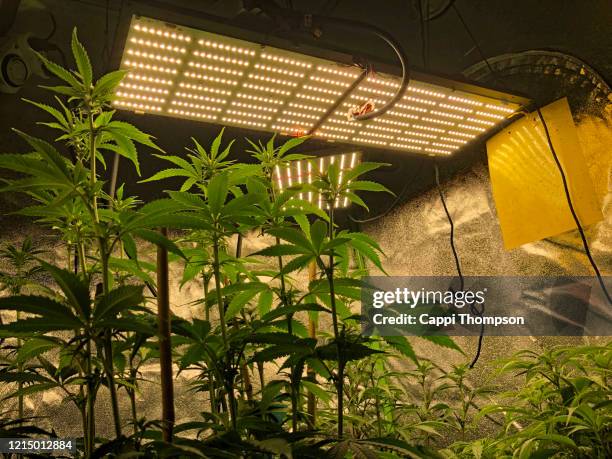 cannabis growing indoors with led lighting - marihuana hierba de cannabis fotografías e imágenes de stock