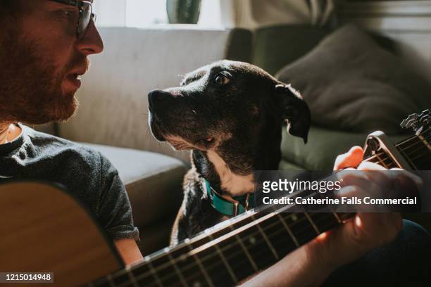 playing guitar to dog - haustierbesitzer stock-fotos und bilder