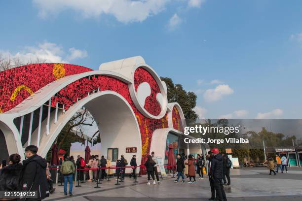 chengdu research base of giant panda - großer panda stock-fotos und bilder