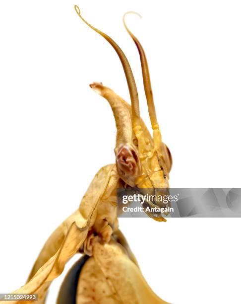 188 The Satan Bug Stock Photos, High-Res Pictures, and Images - Getty ...
