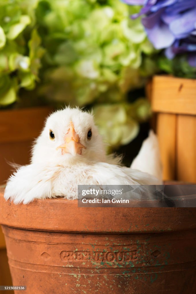 Chick in Clay Pot