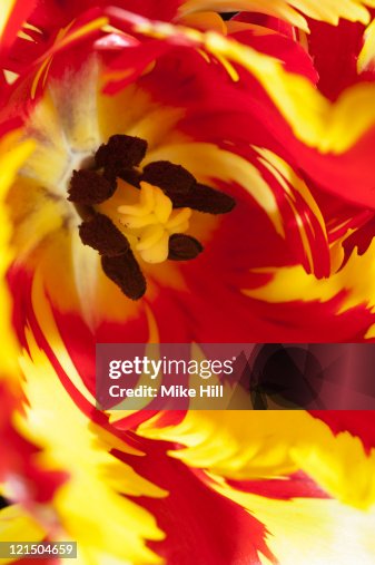 Close up of Parrot Tulip Close up of Parrot Tulip