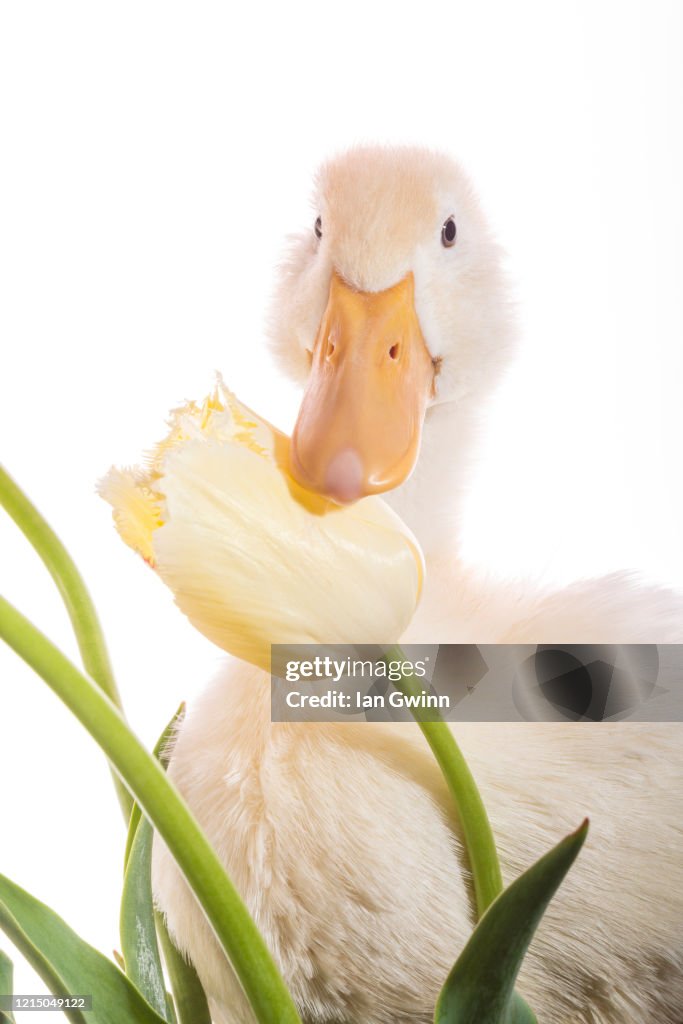 Duckling and Tulip_2