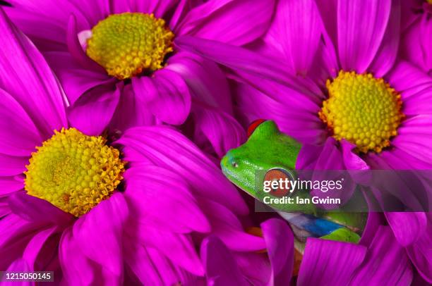 red-eyed treefrog in pink flowers - ian gwinn stock pictures, royalty-free photos & images