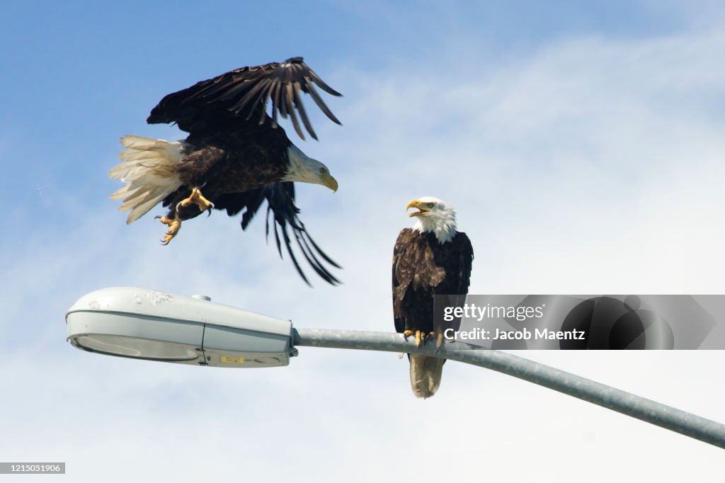Two Bald Eagles on a light post in Dutch Harbor, Alaska