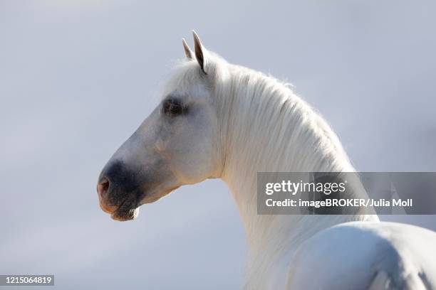 spanish grey stallion portrait in front of wall, andalusia, spain - andalusian horse stock pictures, royalty-free photos & images