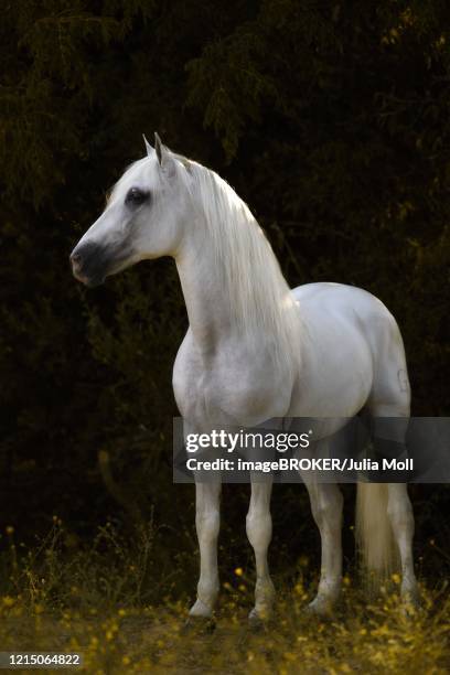 spanish stallion, grey stallion, stallion portrait, andalusia, spain - andalusian horse stock pictures, royalty-free photos & images