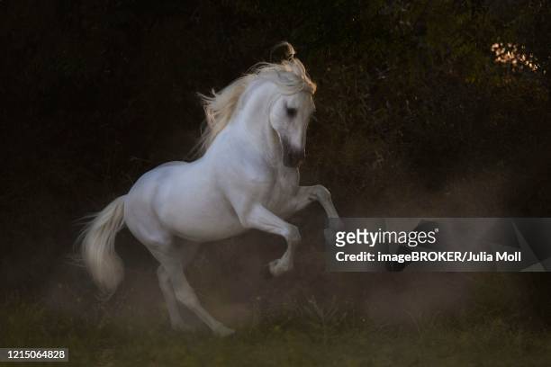 spanish grey stallion in movement, stallion, andalusia, spain - white horse stock pictures, royalty-free photos & images