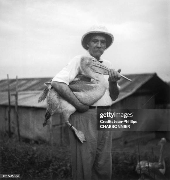 Gabon: Lambarene. Doctor Schweitzer And His Pelican.