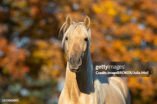 portrait iberian young stallion in autumn; traventhal, germany - andalusian horse stock pictures, royalty-free photos & images