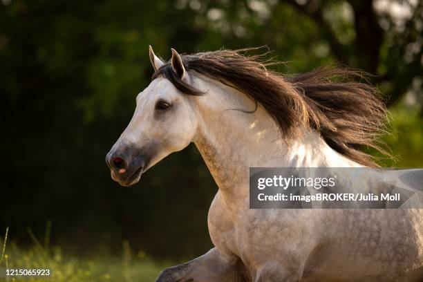 grey p.r.e. stallion portrait, andalusia, spain - andalusian horse stock pictures, royalty-free photos & images