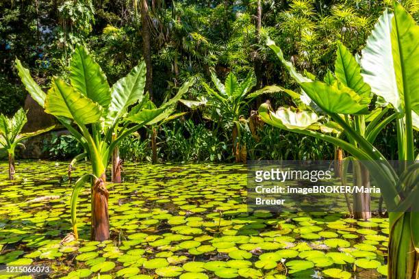 water banana palms (typhonodorum lindleyanum), water lily pond, victoria botanical garden, mahe island, seychelles - victoria seychelles fotografías e imágenes de stock