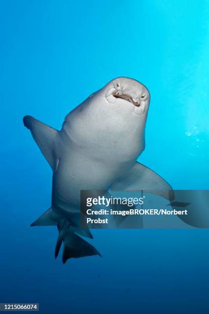 tawny nurse shark (nebrius ferrugineus) from below, great barrier reef, unesco world natural heritage, pacific - nurse shark stockfoto's en -beelden