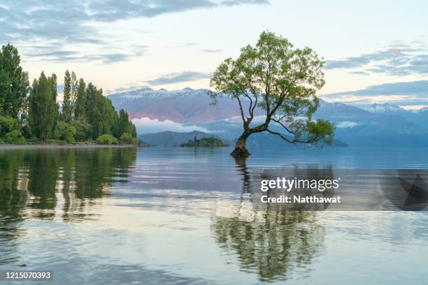 sunrise view of the wanaka tree, wanaka, new zealand - lago wanaka foto e immagini stock