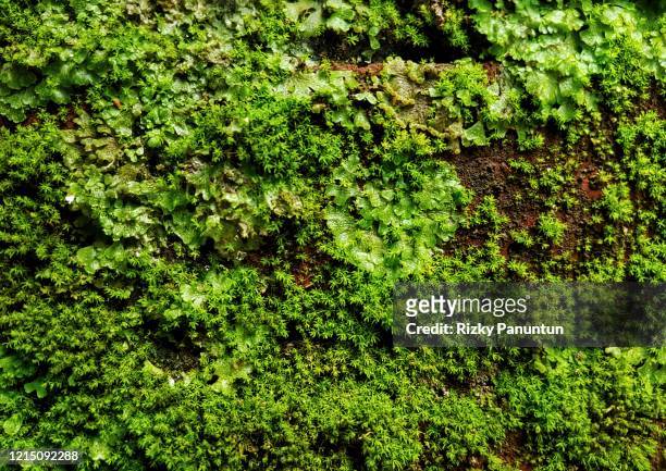 close-up of fresh moss on the old wall - lichen formation stock pictures, royalty-free photos & images