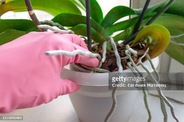 woman hand pink glove taking care of domestic home plant orchid flower. - orchid 個照片及圖片檔
