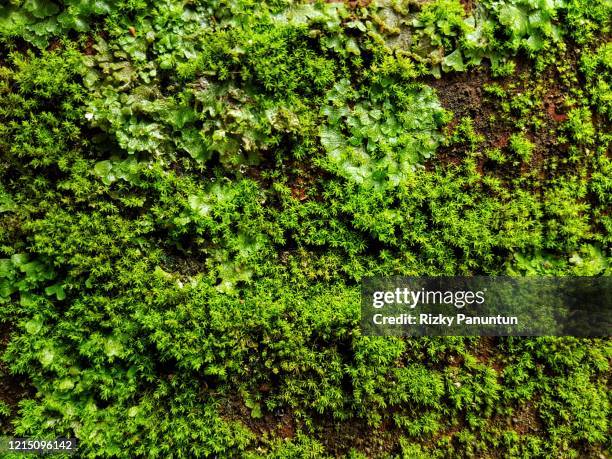 close-up of fresh moss on the wall - mos plant stockfoto's en -beelden