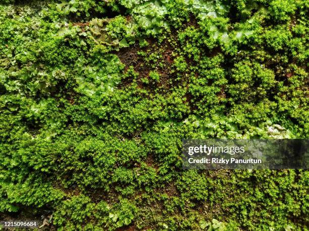 full frame shot of fresh moss on the wall - musgo - fotografias e filmes do acervo
