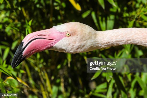 Flamingos at Le Cornelle wildlife park that opens its doors again to visitors, in Valbrembo, Bergamo, Italy on May 25, 2020. Visitors are admitted at...