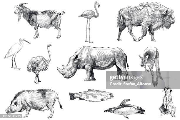 stockillustraties, clipart, cartoons en iconen met reeks tekeningen van dieren: geit, flamingo, bizon, zilverreiger, struisvogel, neushoorn, kangoeroe, varken, forel, pinguïn, stokstaartje - neushoorn