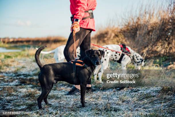 black patterdale terrier - animal harness stock pictures, royalty-free photos & images