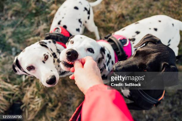 gently - dalmatian dog stock pictures, royalty-free photos & images