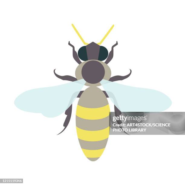 honey bee, illustration - bee stock-grafiken, -clipart, -cartoons und -symbole