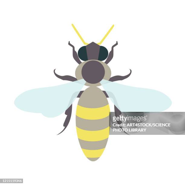 honey bee, illustration - fly insect stock illustrations