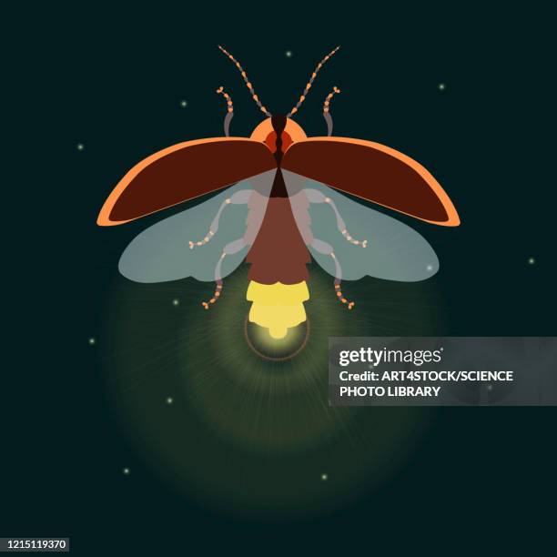 firefly with open wings, illustration - beetle stock illustrations