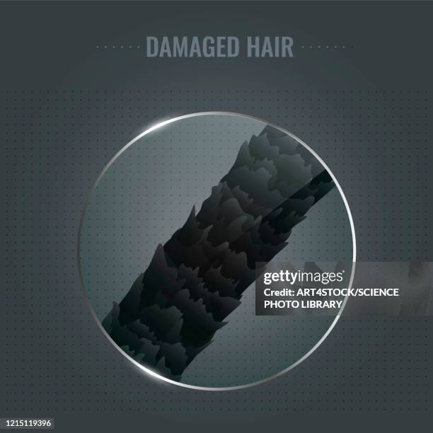 ilustrações, clipart, desenhos animados e ícones de damaged hair surface, illustration - human scalp