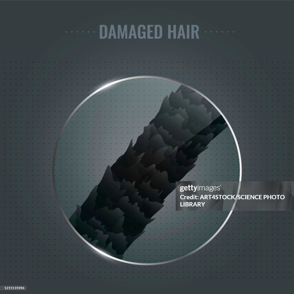 Damaged hair surface, illustration