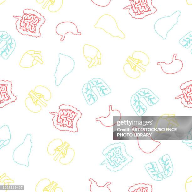 body organs, illustration - human liver stock illustrations