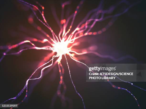 nerve cell, illustration - sensory nerve fibers stock pictures, royalty-free photos & images