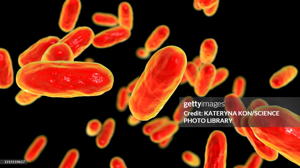 Whooping cough bacteria, illustration