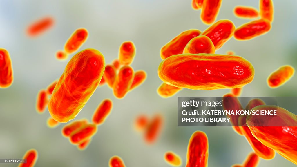 Whooping cough bacteria, illustration
