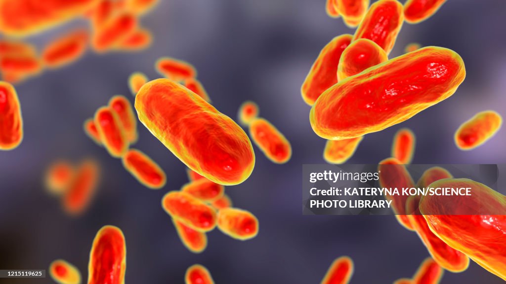Whooping cough bacteria, illustration