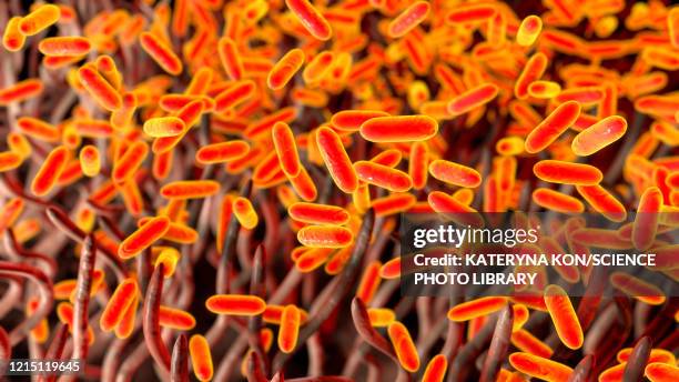 stockillustraties, clipart, cartoons en iconen met whooping cough bacteria, illustration - kinkhoest