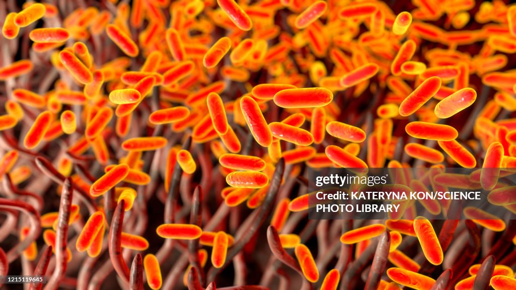 Whooping cough bacteria, illustration