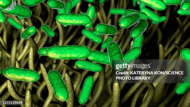 stockillustraties, clipart, cartoons en iconen met whooping cough bacteria, illustration - kinkhoest