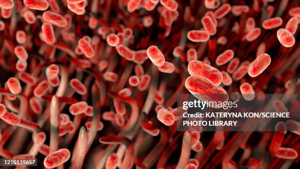 stockillustraties, clipart, cartoons en iconen met whooping cough bacteria, illustration - kinkhoest
