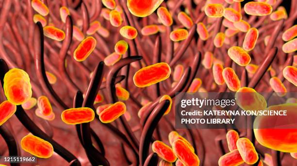 stockillustraties, clipart, cartoons en iconen met whooping cough bacteria, illustration - kinkhoest