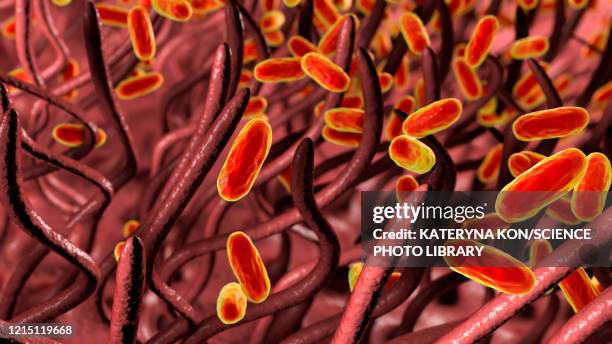 stockillustraties, clipart, cartoons en iconen met whooping cough bacteria, illustration - kinkhoest