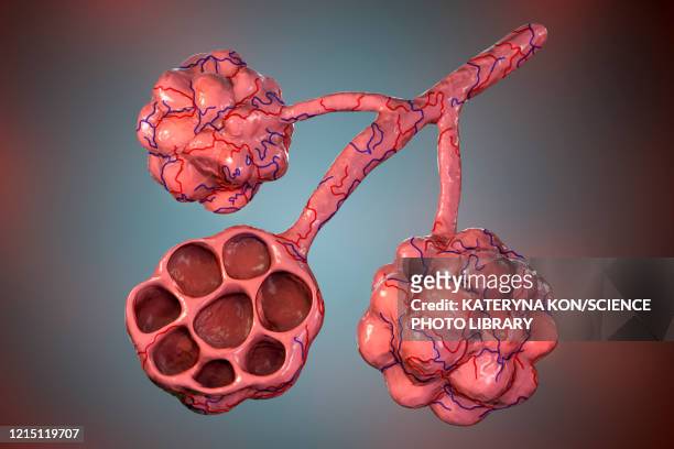 alveoli, illustration - pulmonary artery stock illustrations