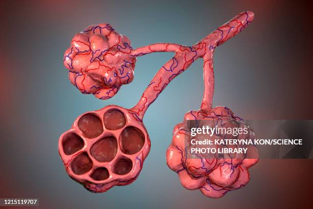 alveoli, illustration - pulmonary artery stock illustrations