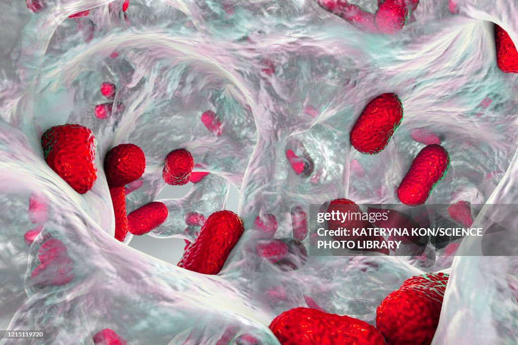 Acinetobacter baumannii bacteria, illustration