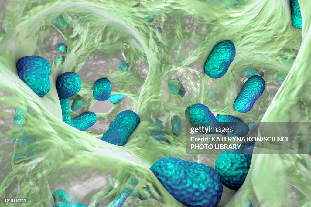 Acinetobacter baumannii bacteria, illustration