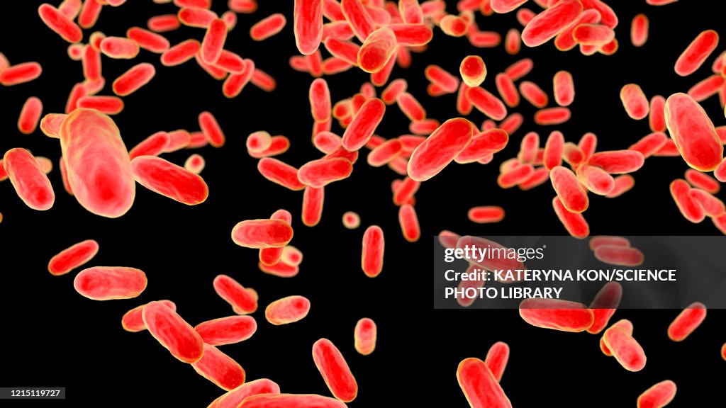 Whooping cough bacteria, illustration