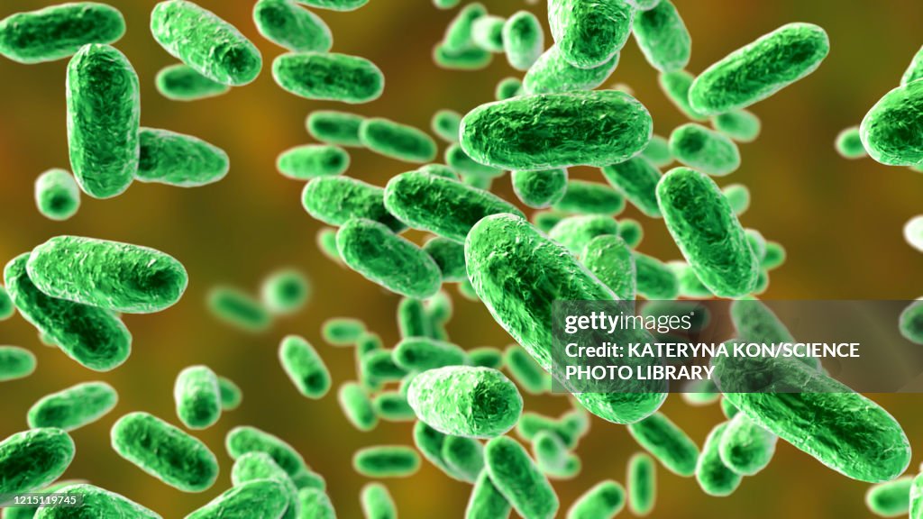 Whooping cough bacteria, illustration