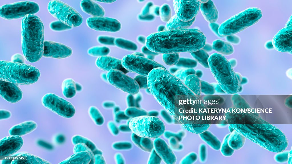Whooping cough bacteria, illustration